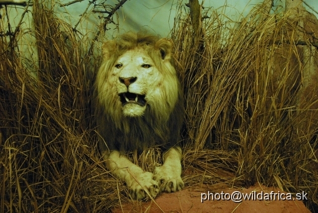 _DSC0001.JPG - African lion, southern Belgian Congo.