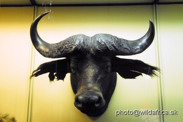 _DSC0006.JPG - African Buffalo (Syncerus caffer)