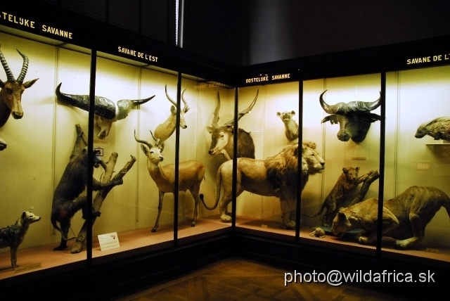 _DSC0013.JPG - From 1959 the animals were grouped according to their distribution in the savannah and forest biotopes of Congo.