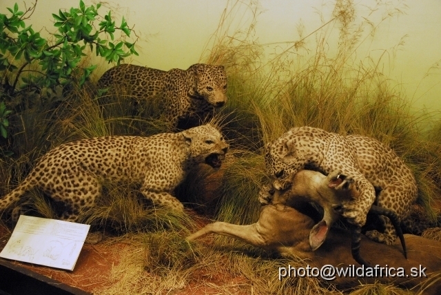 _DSC0032.JPG - African Leopards