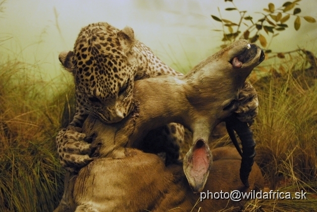 _DSC0036.JPG - Leopard killing his prey. This is one of the most impressive dioramas from the whole gallery.