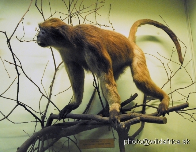 _DSC0037.JPG - Red Colobus Monkey (Piliocolobus badius)