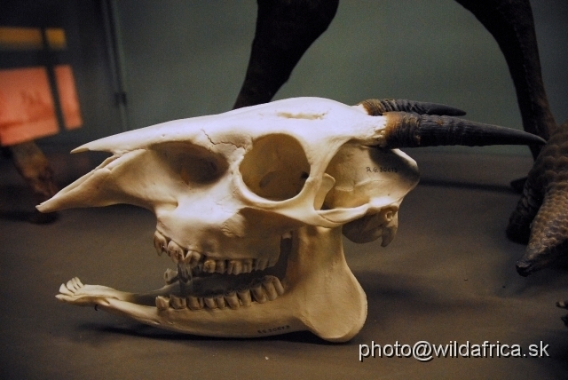 _DSC0072.JPG - Skull of the Yellow-backed duiker (Cephalophus sylvicultor)