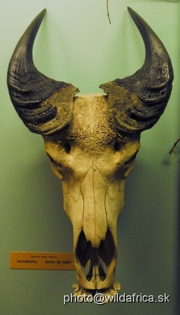 _DSC0090.JPG - The skull of Forest Buffalo (Syncerus caffer nanus)