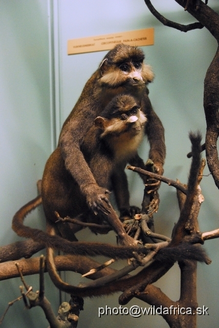 _DSC0092.JPG - Red-tailed Monkey (Cercopithecus ascanius)