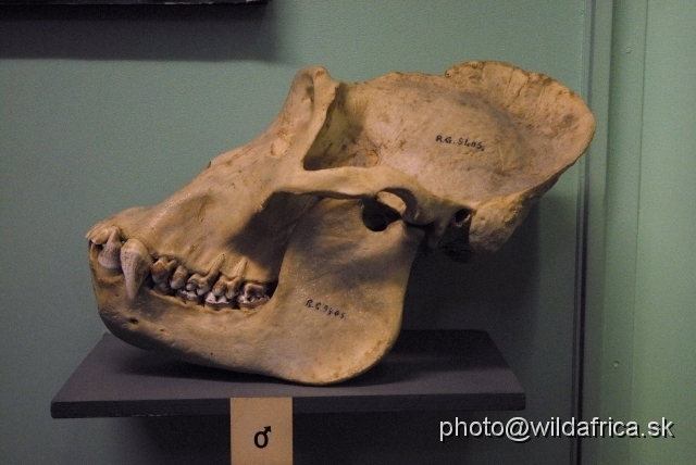 _DSC0108.JPG - The skull of adult gorilla male (Gorilla gorilla)