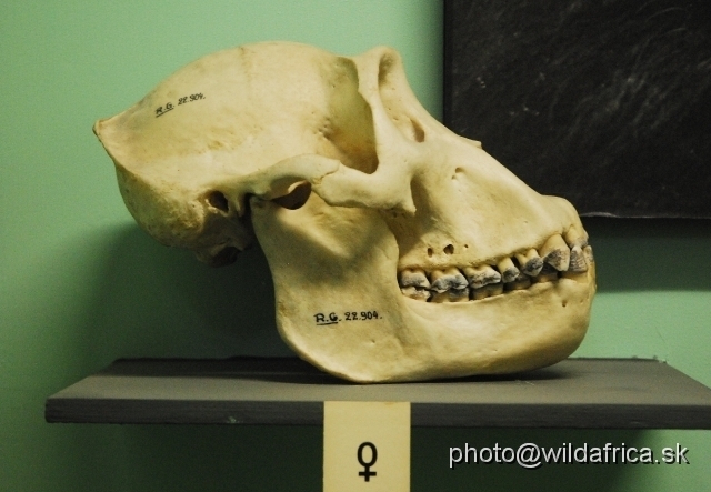 _DSC0110.JPG - The skull of gorilla female.
