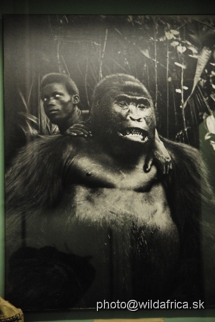 _DSC0112.JPG - Historical photograph showing gorilla hunting scene.