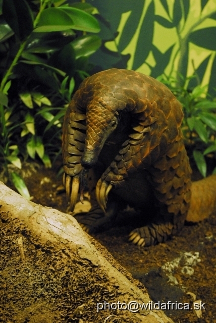 _DSC0120.JPG - Some dioramas are very naturalistic looking, such as this pangolin.