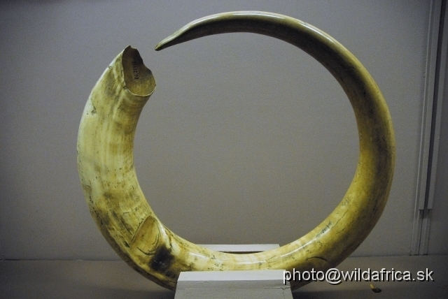 _DSC0125.JPG - Some pieces are very unique as this unusual and very abnormal elephant tusk.