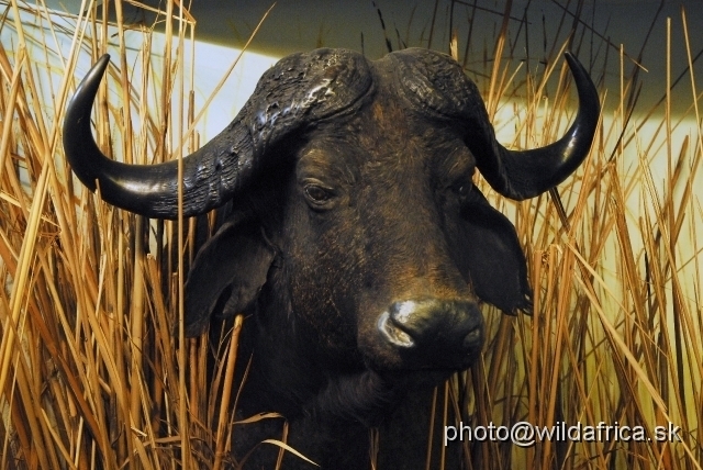 _DSC0143.JPG - African Buffalo