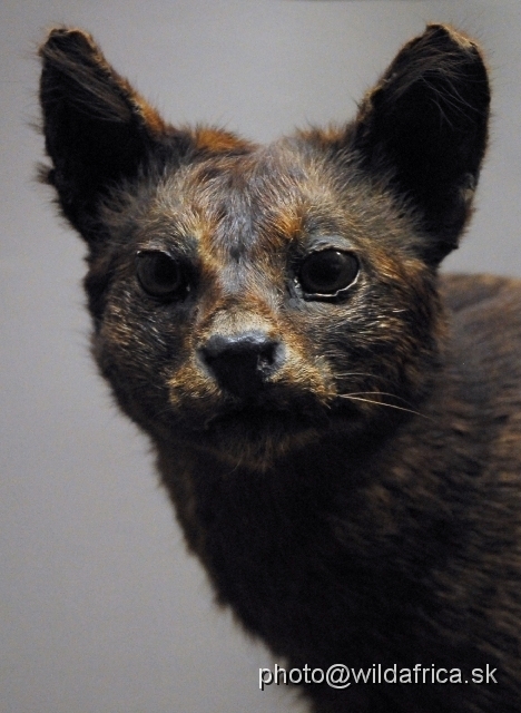 _DSC0162.JPG - Black form of serval (Leptailurus serval).