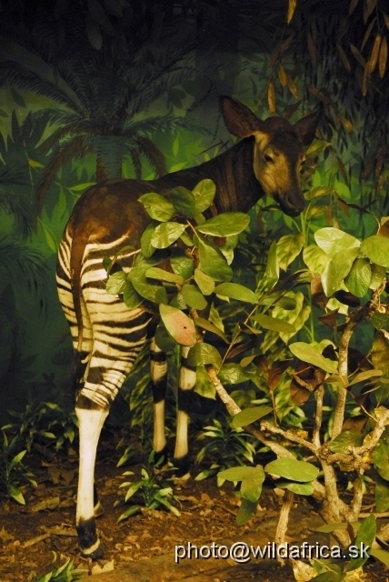 _DSC0212.JPG - Female of okapi (Okapia johnstoni)
