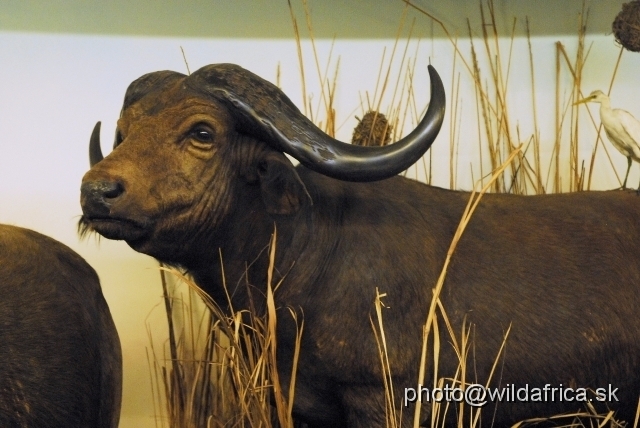 _DSC0215.JPG - African Buffalo (Syncerus caffer)