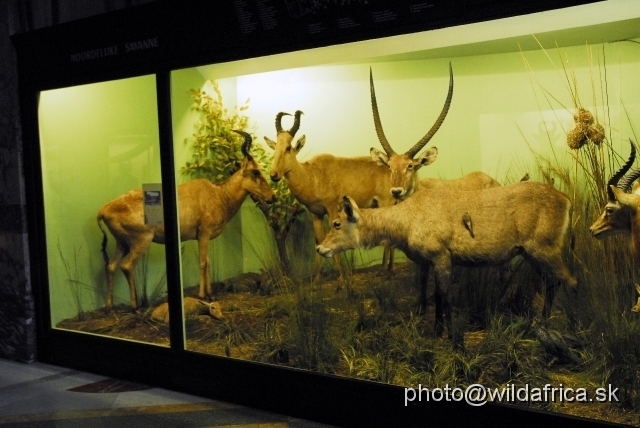 _DSC0231.JPG - The dioramas were made by the staff of the museum between 1959 and 1972.
