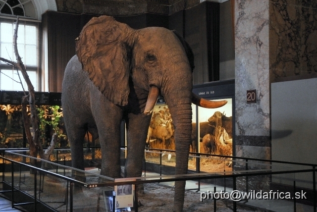 _DSC0236.JPG - African Elephant