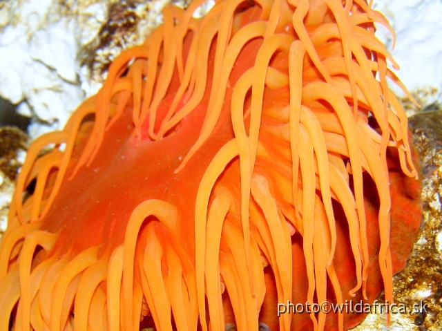 PA121625.JPG - Myriad colours of sea anemone.