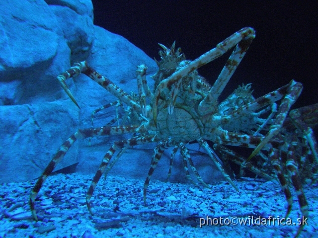 PA121629.JPG - Deep sea spider crabs with impressive size around 1 m.
