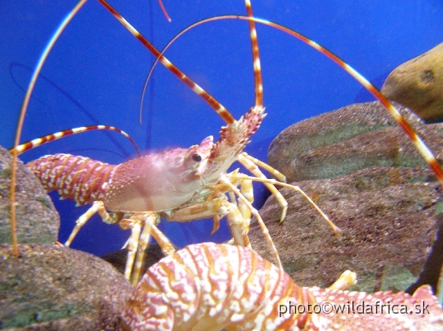 PA121631.JPG - Lobster with red and white coloration.