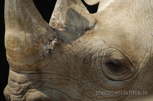 DSC_2006.JPG - Rare sighting in Zimbabwe now, Black rhino, Chipangali Wildlife Trust
