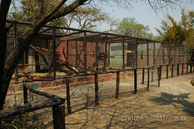 DSC_2029.JPG - Chipangali Wildlife Trust serves as a rehabilitation centre.