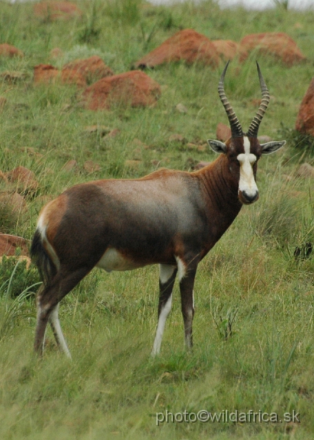 DSC_1407.JPG - Normally, the blesbok  should have separated white markings on the front. Some specimens did not have this sign. The variation of this marker is too large. Apparently, it is very dark and not typical form of blesbok.