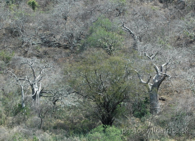 DSC_1361.JPG - Baobab Valley