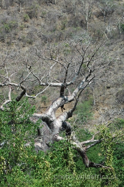 DSC_1362.JPG - Baobab Valley