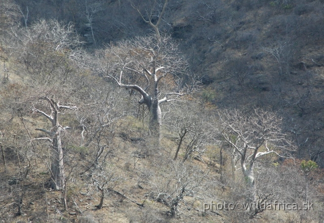 DSC_1363.JPG - Baobab Valley