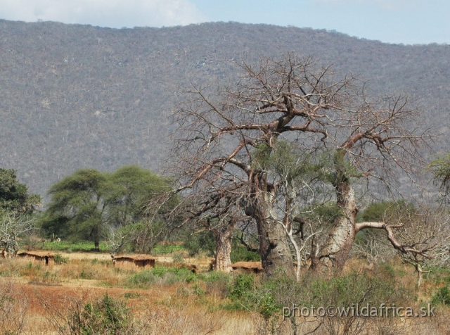 DSC_1376.JPG - Baobab Valley