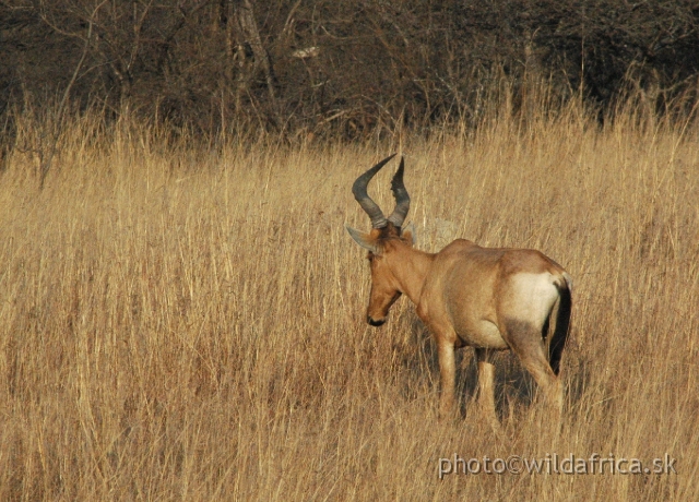 DSC_1787.JPG - Our first encounter with Red Hartebeest in Africa.
