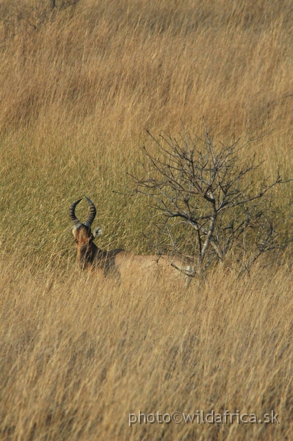 DSC_1790.JPG - Our first encounter with Red Hartebeest in Africa.