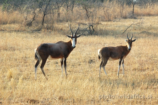 DSC_1796.JPG - Introduced Blesbok (Damaliscus lunatus phillipsi), also first time seen in Africa here.