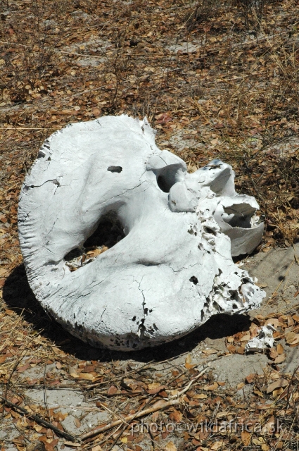 DSC_1762.JPG - Elephant skull is shining on the sun