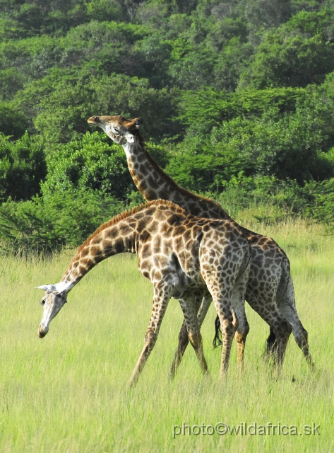 _DSC3102.JPG - Southern Giraffes, Nghubhu loop