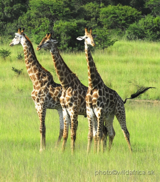 _DSC3111.JPG - Southern Giraffes, Nghubhu loop