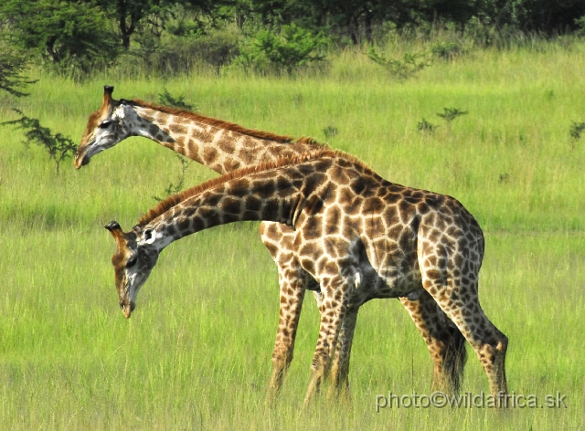 _DSC3117.JPG - Southern Giraffes, Nghubhu loop