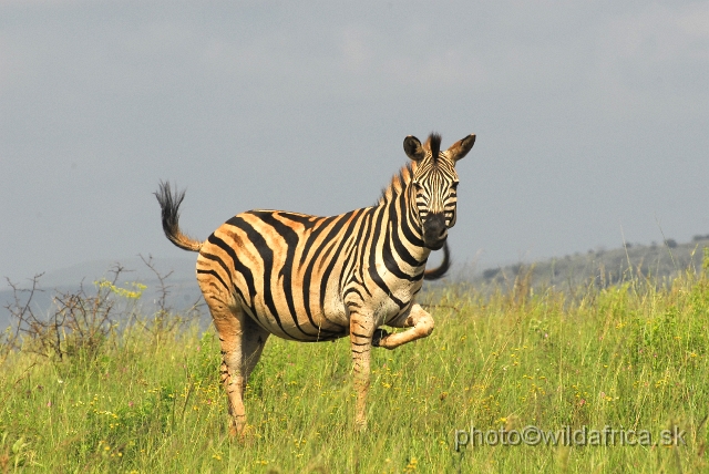 _DSC3157.JPG - The zebras of Ithala seemed to me as an hybrid between Kruger and Kwa-Zulu Natal zebras.
