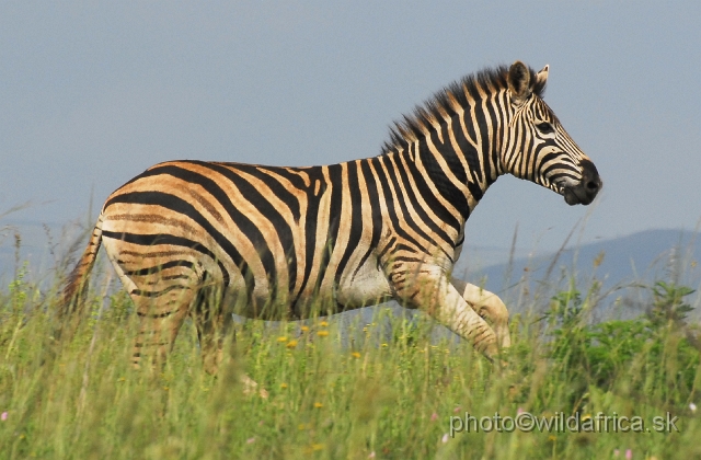 _DSC3189.JPG - The zebras of Ithala seemed to me as an hybrid between Kruger and Kwa-Zulu Natal zebras.