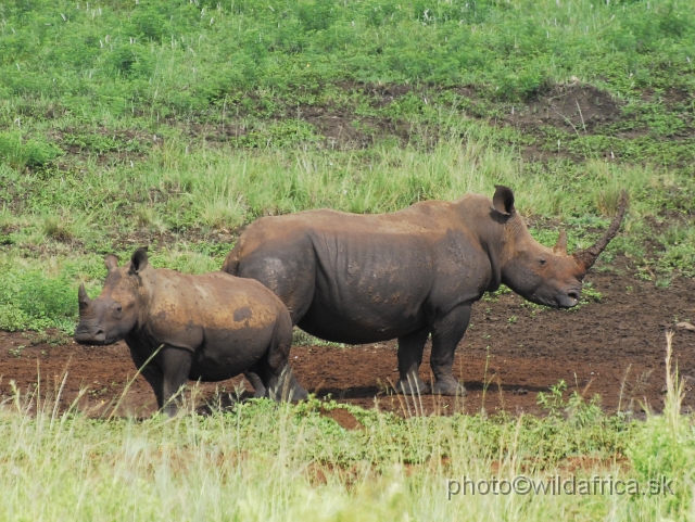 _DSC3214.JPG - White rhinos of Ithala