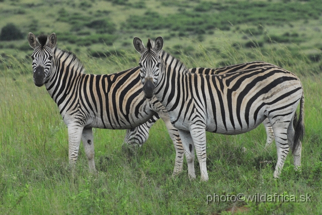 _DSC3467.JPG - The zebras of Ithala seemed to me as an hybrid between Kruger and Kwa-Zulu Natal zebras.
