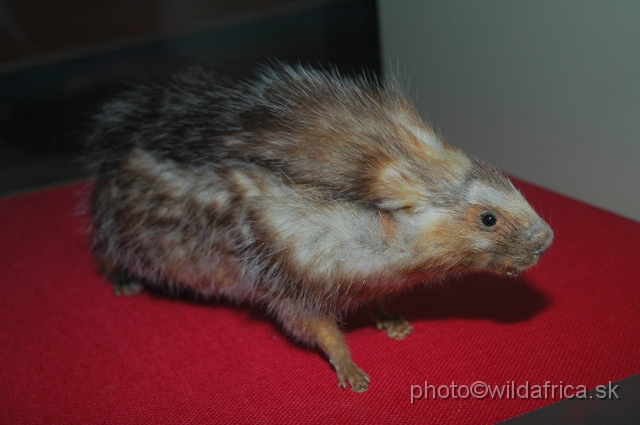 DSC_0018.JPG - Maned Rat (Lophiomys imhausi)