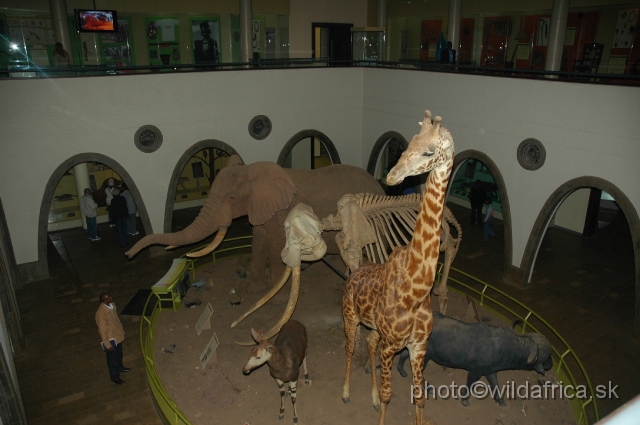 DSC_0164.JPG - In 2008 the whole museum building was renovated. This part is the Hall of the Mammals.