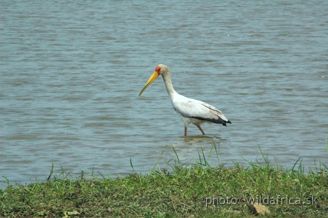 DSC_1970.JPG - Yellow-billed Stork (Mycteria ibis)