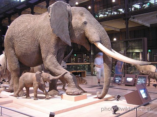 P7290014.JPG - African Elephant.