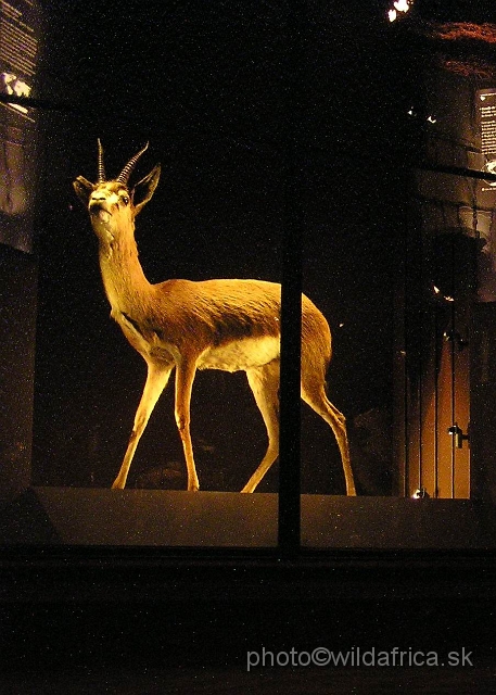 P72900271.jpg - Extinct Red gazelle (Gazella rufina).