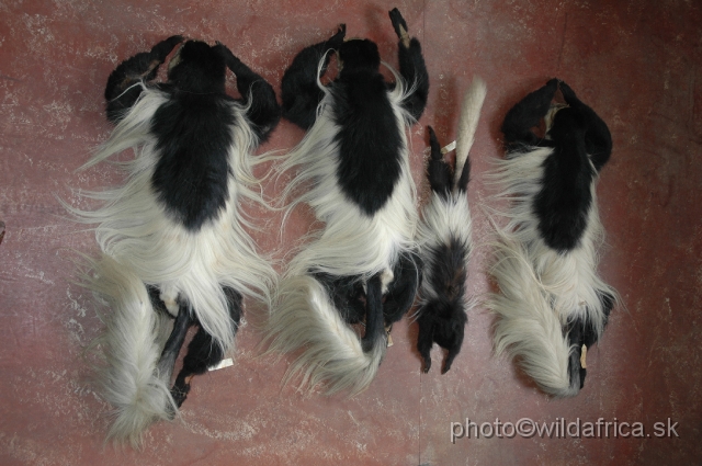 DSC_013559.JPG - Black and White Colobus Monkeys (Colobus guereza)