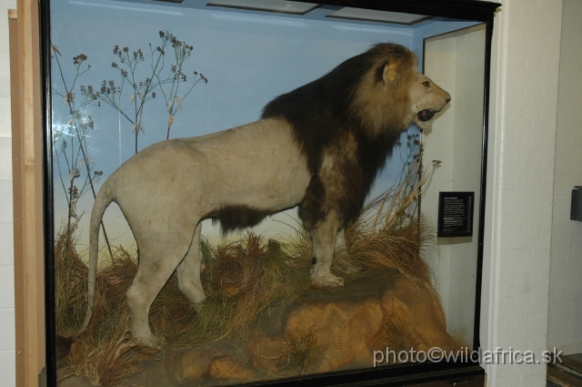 DSC_0208.JPG - London's specimen of the Cape Lion (Panthera leo melanochaita)