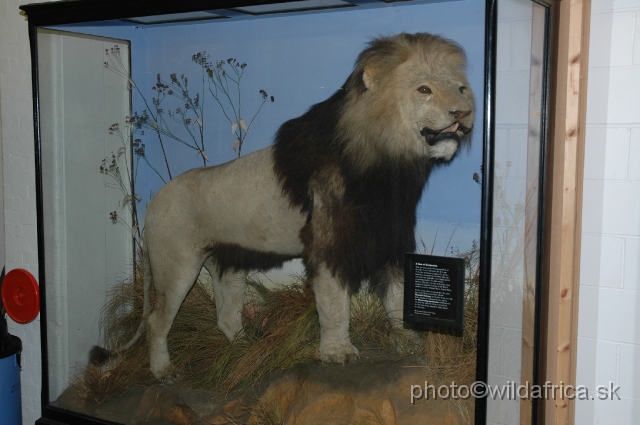 DSC_0210.JPG - London's specimen of the Cape Lion (Panthera leo melanochaita)