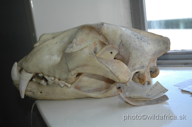 DSC_025082.JPG - The Cape Lion skull